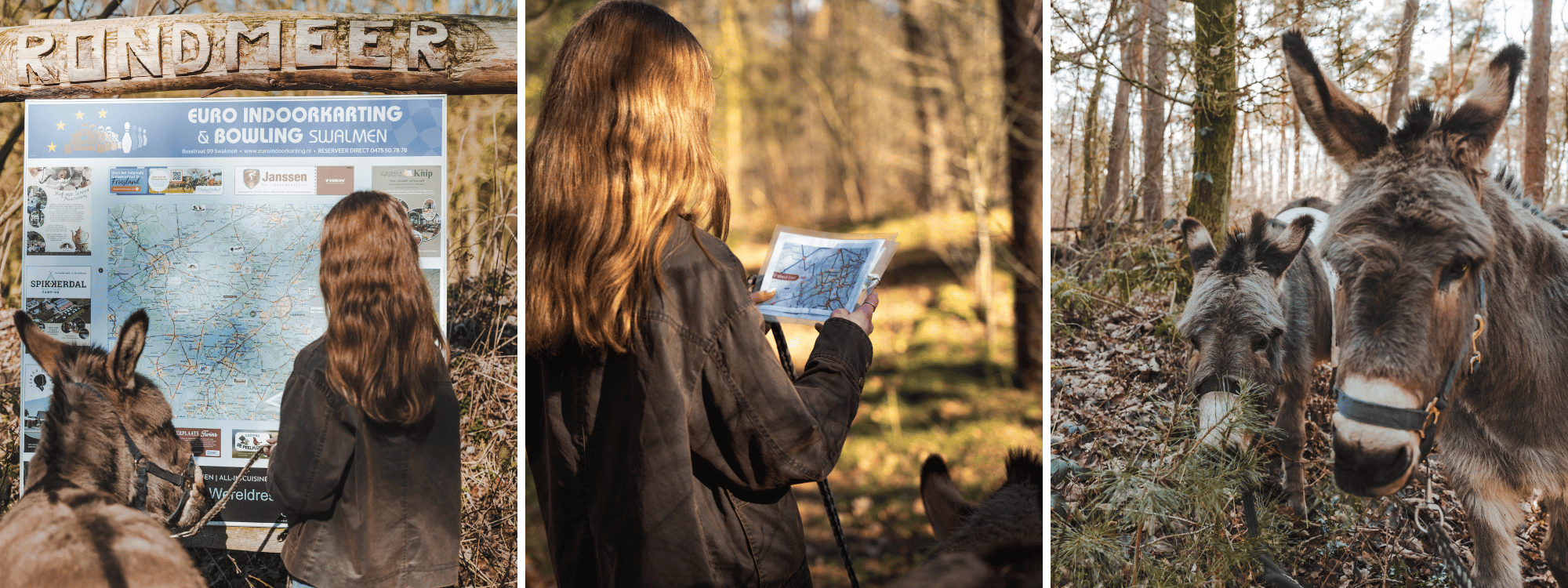Ezeltjes in het bos de route