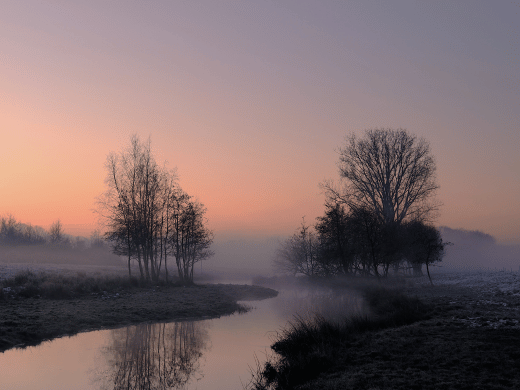 Boom in De Groote Peel en beek