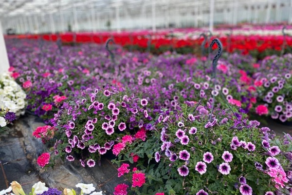 De bloemen en tophangpotten van Kwekerij Knippenberg-Eijkenboom uitgestald in de kassen