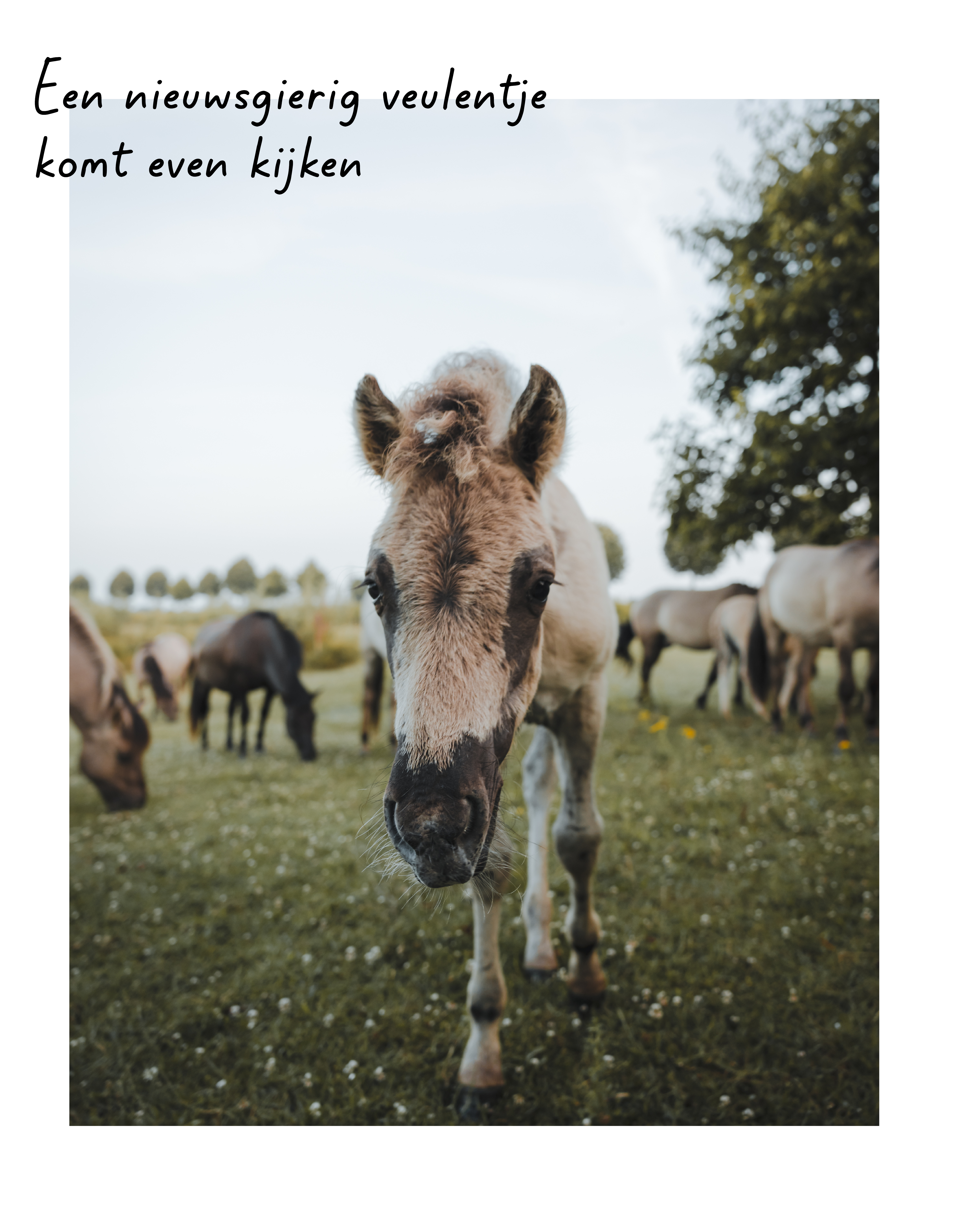 Een nieuwsgierig veulen loopt richting de camera over een groene weide, met op de achtergrond een kudde grazende paarden en enkele bomen. In de afbeelding staat de tekst: ‘Een nieuwsgierig veulentje komt even kijken
