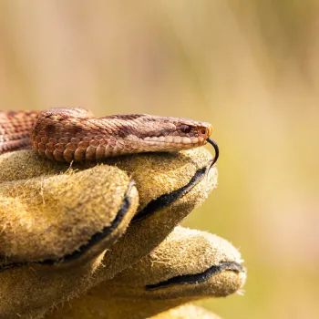 Adder in de Meinweg
